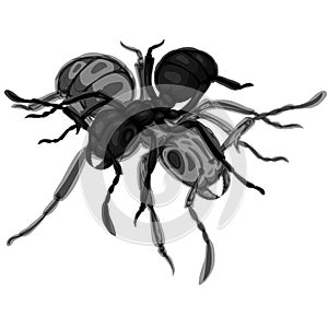 Simple design of illustration ants black photo