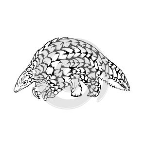 Simple design of illustration pangolin