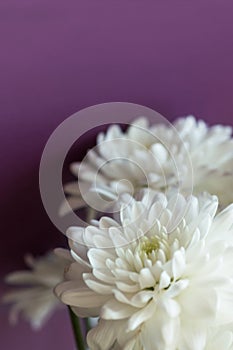 Simple elegant bouquet of delicate tender white chrysanthemum daisy flowers on purple wall background. Wedding engagement romantic