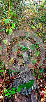 A simple fallen tree in the woods