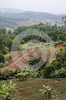 Simple farm with fields and forest in highlands along Bamenda Ring Road, Cameroon, West Africa