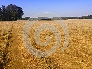 Simple field after harvest, Poland