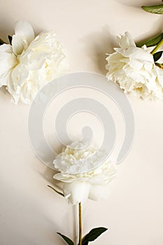 Simple flat lay flower background of white peonies over pastel background