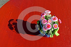 Modest flower decoration with English daisies on red table photo