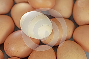 simple fresh light egg on top of brown eggs flatlay. Economic crisis