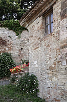 Simple gardening in Italy, geraniums and capers.