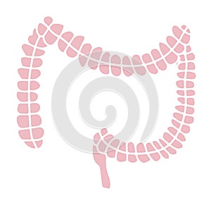 Simple gastrointestinal illustration of bowel internal system. Healthy gut concept. Human body parts in vector