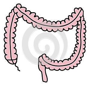 Simple gastrointestinal illustration of bowel internal system. Healthy gut concept. Human body parts in vector