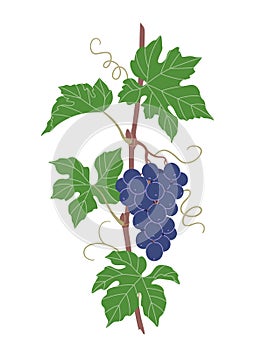 Simple Grape Vine with Blue Grapes Bunch