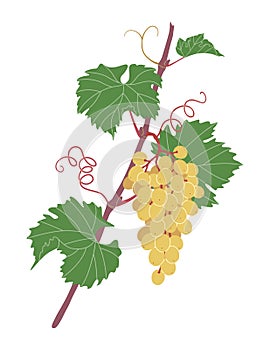 Simple Grape Vine with White Grapes Bunch