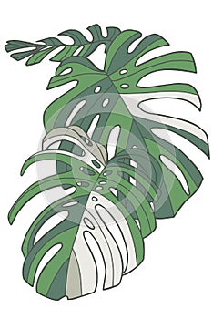 Simple graphic vector illustration drawing of tropical Swiss Cheese Windowleaf Monstera Deliciosa Variegata plant leaves