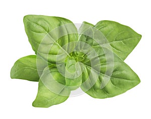 Simple green fresh basil leaves isolated on white background photo