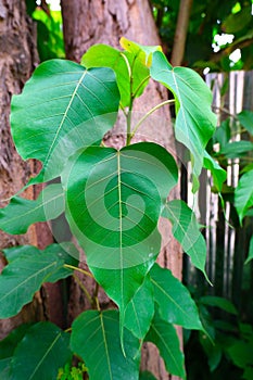 Simple green leaf of Sacred Fig Tree also call Pipal Tree, Bohhi Tree, Bo Tree, Peepul (Ficus religiosa L.)