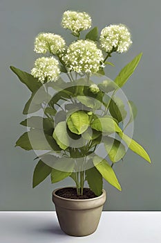 Simple green plant with white and fuzzy flowers