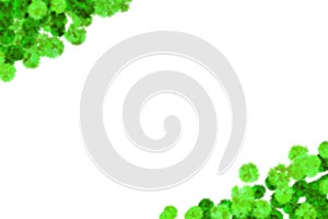 Simple group of green leaves over white background shortcut