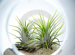 Plant Terrarium photo