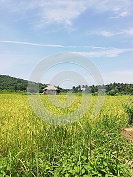 Simple self-built small hut amidst rice field on Mindoro, Philippines photo