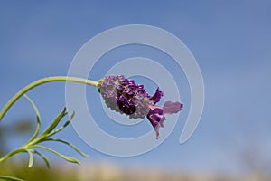 Simple image of purple butterfly lavender against beautiful blue sky