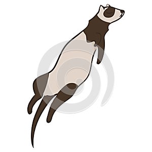 Simple image of sleeping animal. Ferret vector illustration. Simple design element. Design of menu posters banners