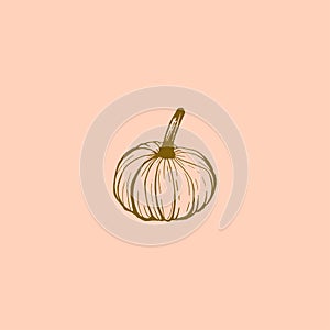 Simple ink sketch of pumpkin on pink background. Hand-drawn vector illustration