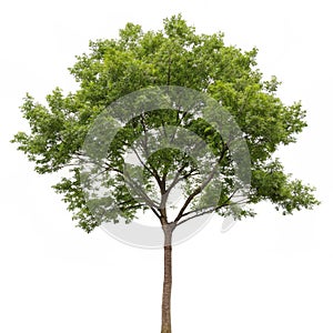 Tree isolated on white background photo
