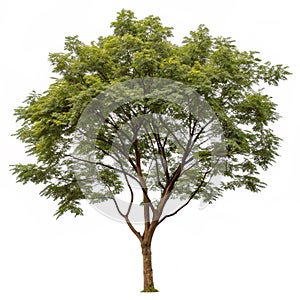 Tree isolated on white background photo