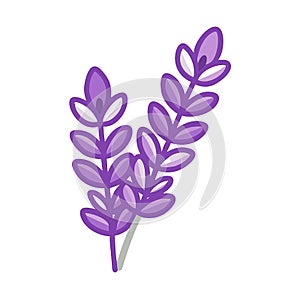 Lavender icon