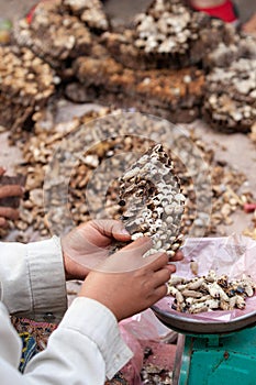 Simple life. A lot of Paper wasp nest with larva in Laos woman hands, local exotic food in Laos and southeast asia. daily morning