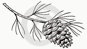 A simple line drawing of a pinecone on a pine branch, vector design Generative AI