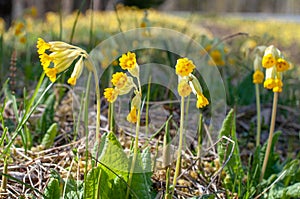 Simple yet lovely, cowslips. Primula veris.