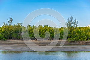 Simple mangrove forest
