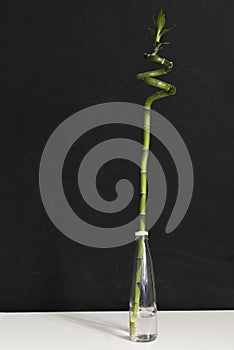 a simple minimalist style with a spinned bamboo plant on the shelf at home in the glass bottle with water