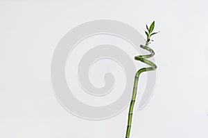 a simple minimalist style with a spinned bamboo plant on the shelf at home in the glass bottle with water
