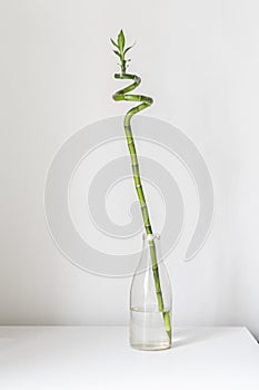 a simple minimalist style with a spinned bamboo plant on the shelf at home in the glass bottle with water