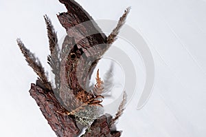 Simple modern organic abstract background with brown pieces bark, dry grass stems, leaf fern, moss with shadow on white wood board