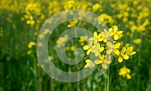 Simple Mustard Flower photo