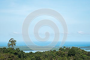 Simple nature background tree in forest and big sky