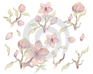 Simple nursery set. Watercolor hand drawn delicate illustration of pink blossom cherry flowers, branch, buds, leaves