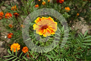 Simple orange flower head of Tagetes patula in July