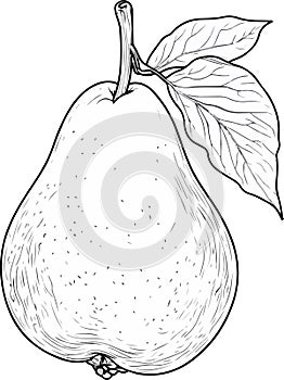 Simple pear line drawing