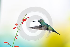 Simple photo of an iridescent glittering blue and green hummingbird in flight with red flowers and a pastel colored background.