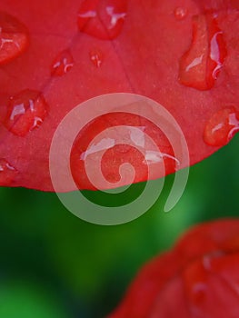 Simple Photo Macro of dew red bougenville horizontal branch at public park in the morning, bokeh background