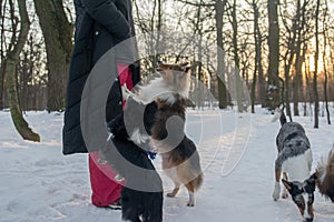 Simple picture of Shelties standing with their paws on the owner