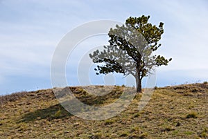 Simple Pine Tree on the Crest of a Hill
