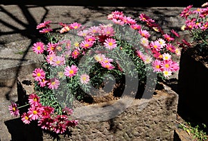 Simple pink chrysanthemums growing in a cubic stone pot