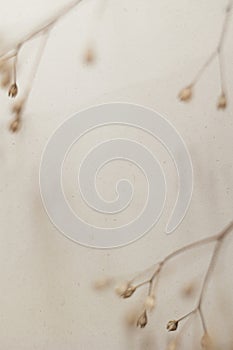 simple plain paper gray beige background.