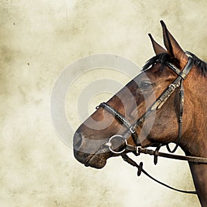Simple portrait of a fine bay horse