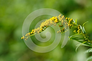 Simple pretty yellow flowers of Canadien goldenrod Solidago canadensis  in sunny summer natural meadow