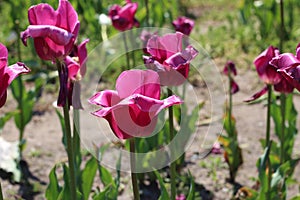 Simple purple tulips