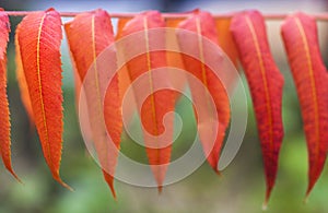 Simple row, wonderful autumn colors of a simple branch with orange leaves, Transylvania